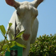 Imagen para el artículo titulado Amazon contrata cabras que le mantienen su jardín en Japón